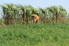 Cana-de-açúcar deixou de ser ofertada às vacas porque atraíam abelhas.