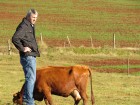 Médico veterinário Oldemar Weiller analisa o sistema de produção de leite dos Hammes.